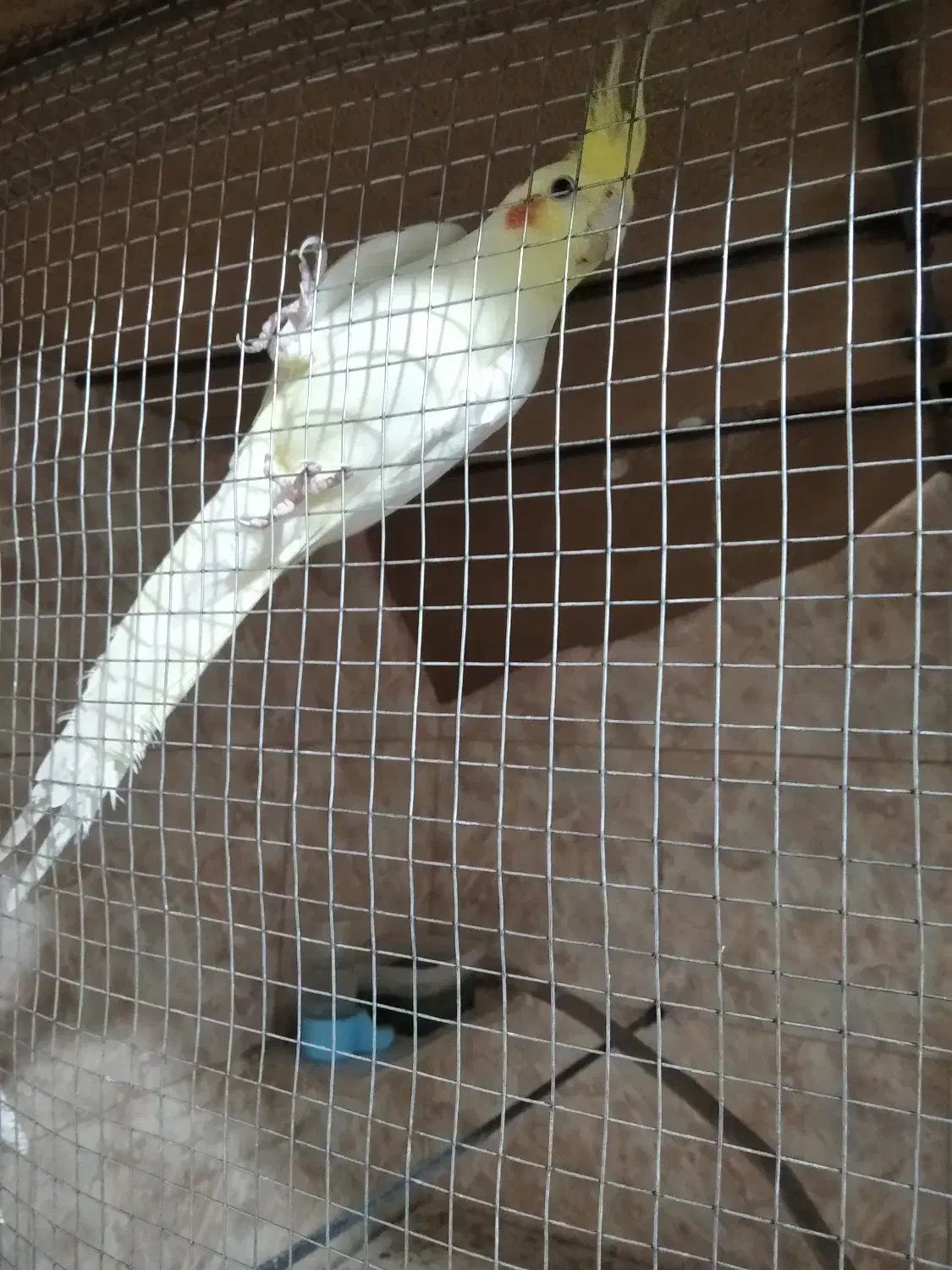 جفت عروس هلندی|پرنده|طبس, |دیوار