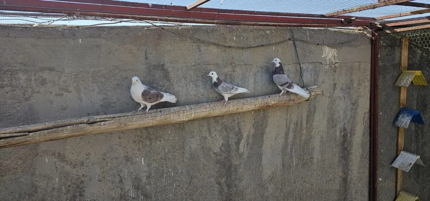 کبوتر شازده وپشت دار|پرنده|زارچ, |دیوار