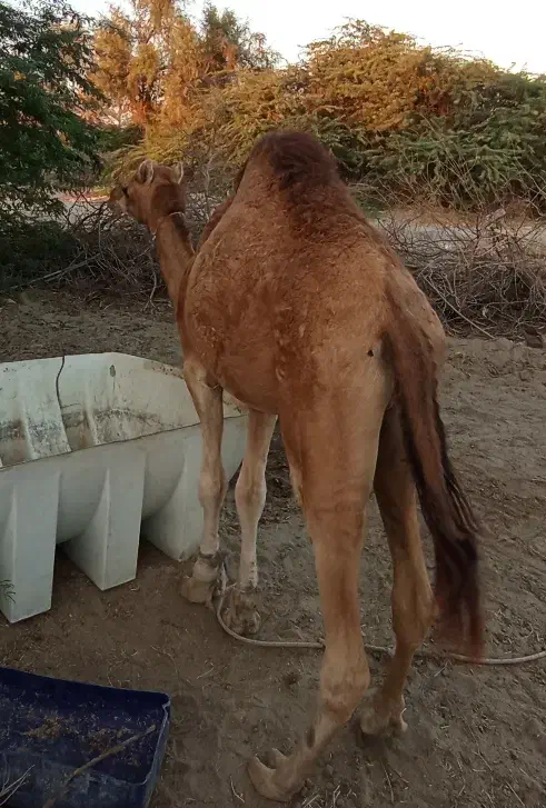 شتر نر دو سال . ماده اوس|حیوانات مزرعه|بند زرک, |دیوار