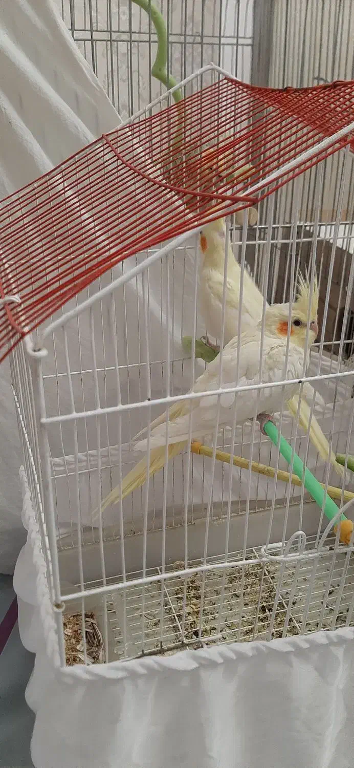 عروس هلندی لوتینو|پرنده|گلپایگان, |دیوار