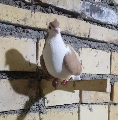 پرنده|پرنده|خرمشهر, |دیوار