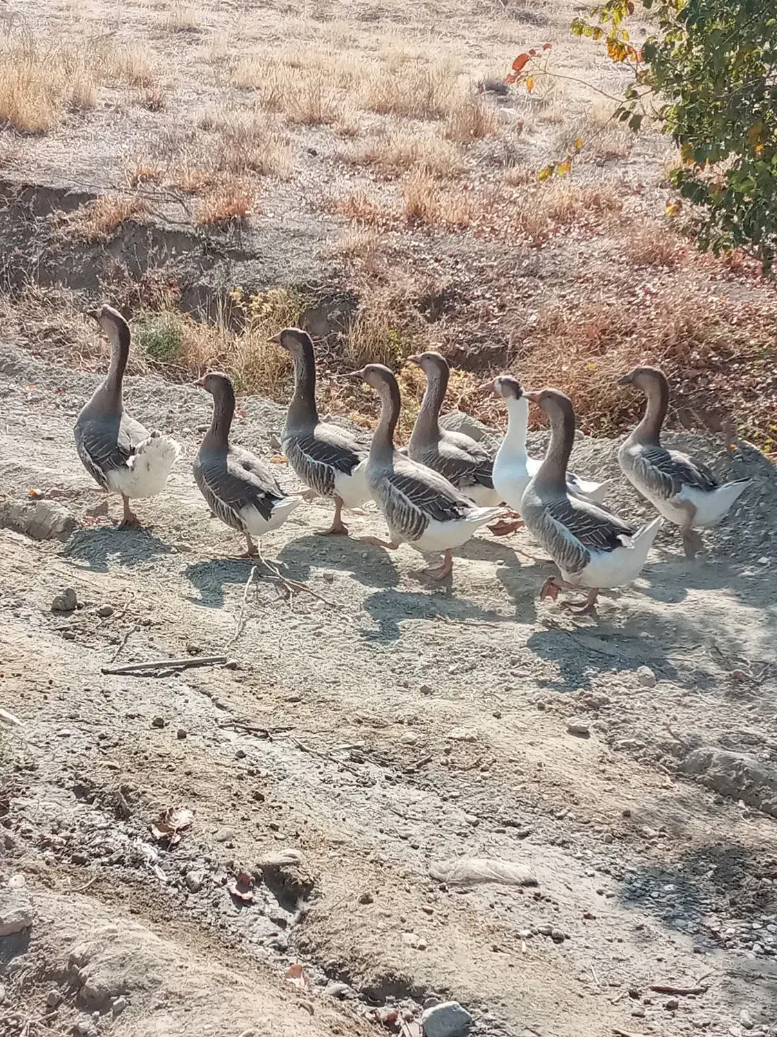 ۶ عدد فروشی|حیوانات مزرعه|قره ضیاالدین, |دیوار