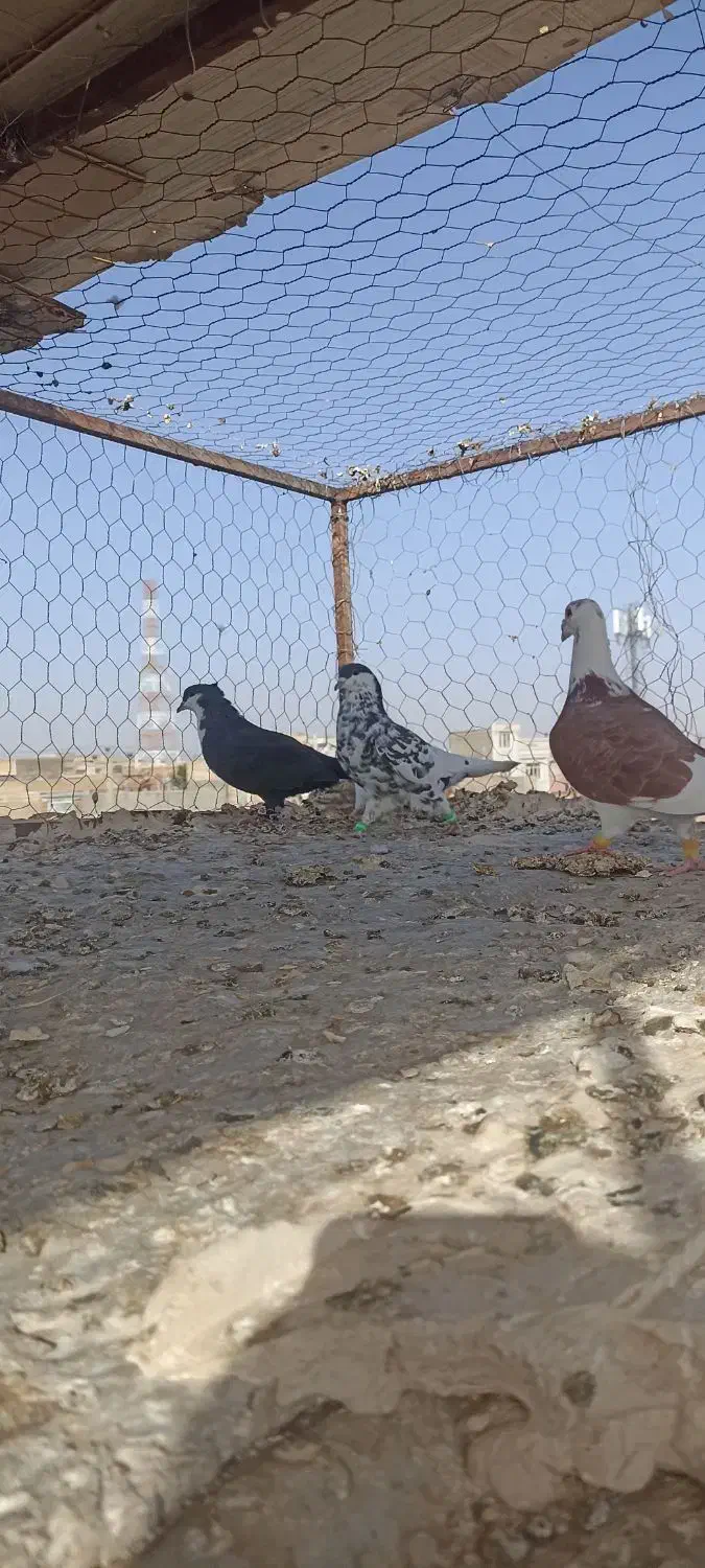 باسلام چند تا حیوان خب فروشی|پرنده|میان ولایت, |دیوار