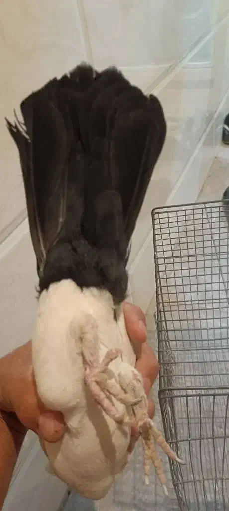 نر دم سیا|پرنده|کرمان, |دیوار