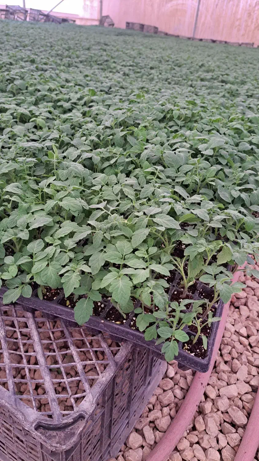 نشا گوجه برنتا دستی|خدمات باغبانی و درختکاری|مرودشت, نقش رستم|دیوار