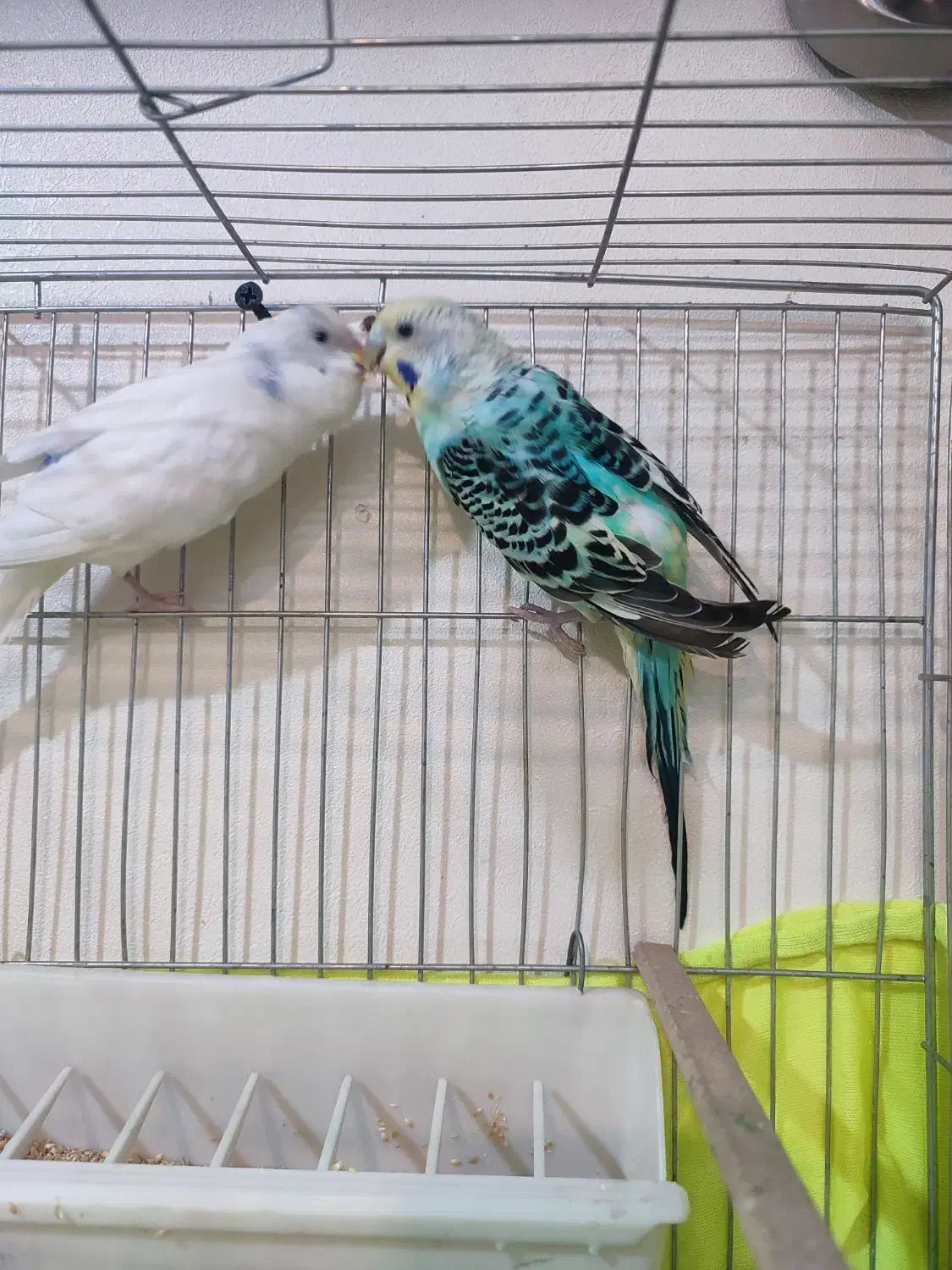 یه جفت مرغ عشق خوش رنگ|پرنده|تهران, سازمان آب|دیوار