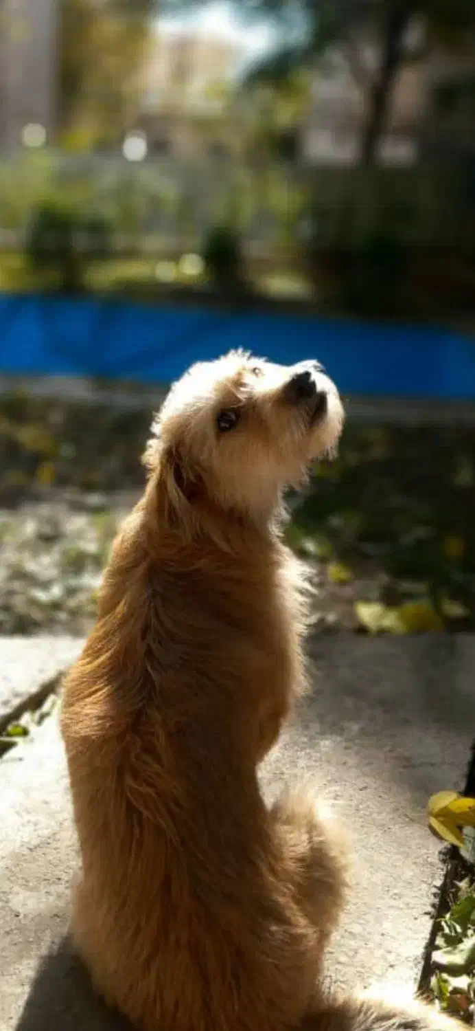 سگ گم شده.|سگ|تهران, الهیه|دیوار