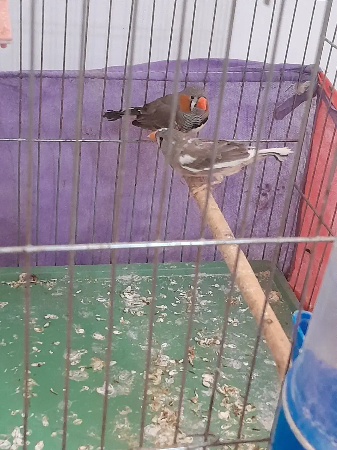 ۲ جفت فنج مولد همرا با تخم هاشون|پرنده|باسمنج, |دیوار