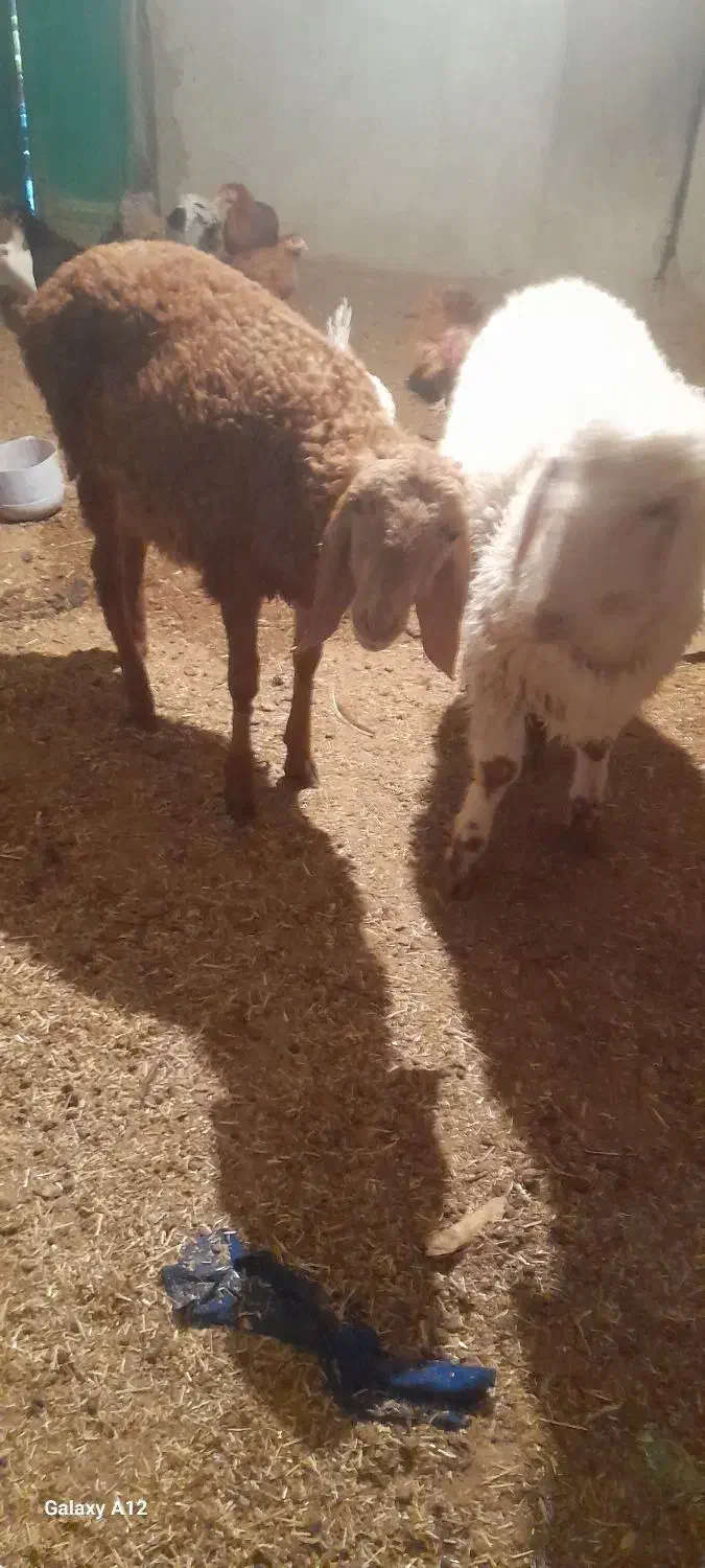 بره نر|حیوانات مزرعه|تیمور آباد, |دیوار