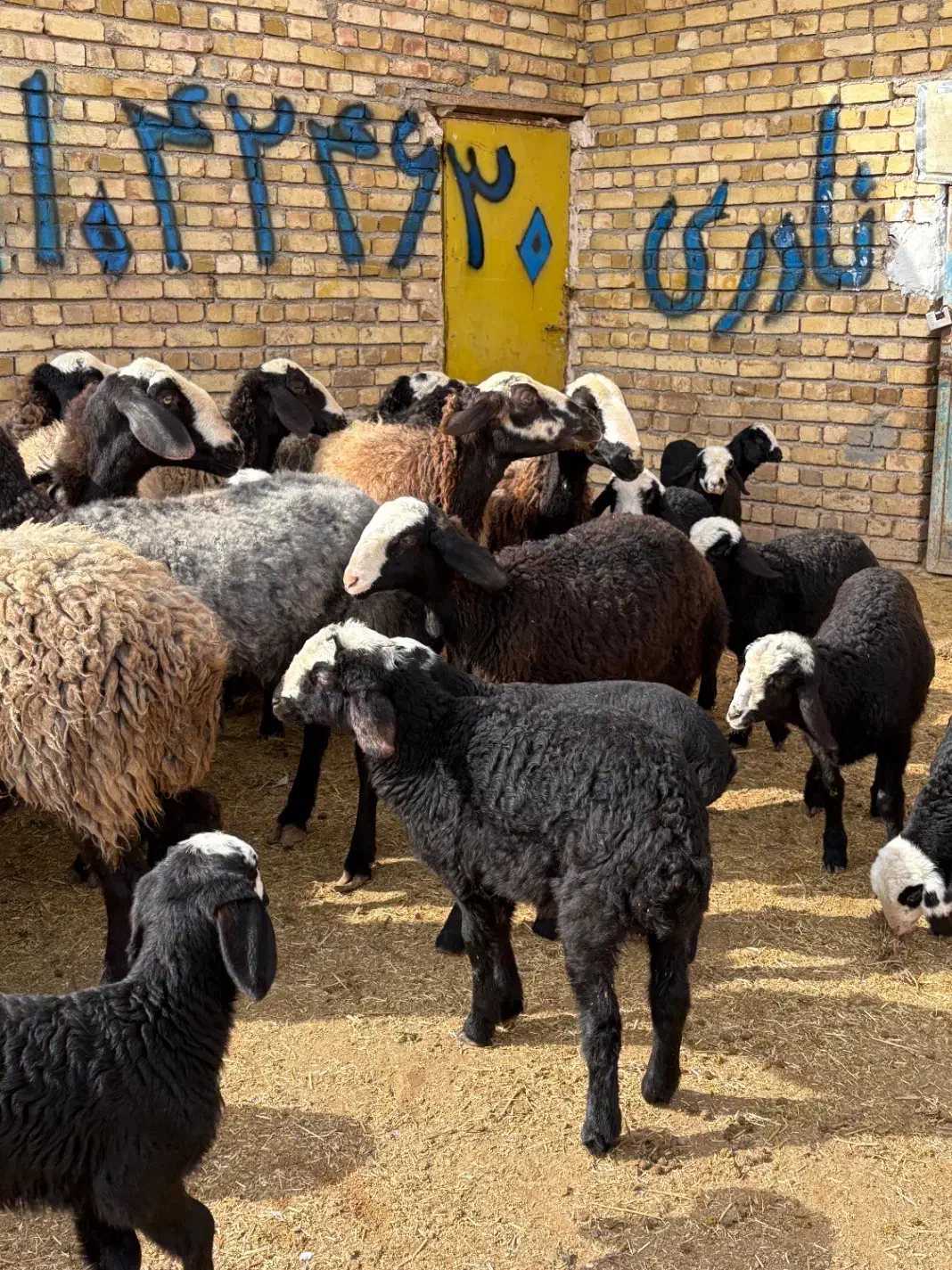 12راس میش بره دار و دوقلو|حیوانات مزرعه|قزوین, |دیوار