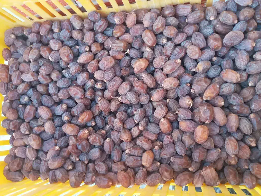 فروش خرمای خاصوی شیرازی درجک یک ریز و خوشمزه|خوردنی و آشامیدنی|نجف‌آباد, جلال آباد|دیوار