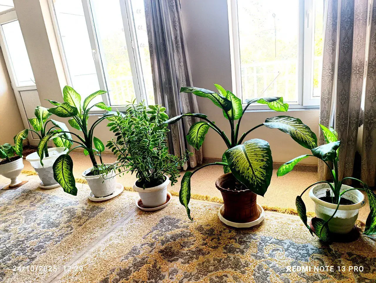 دیفن باخیا شیک وزیبا در اندازه های مختلف|گل و گیاه طبیعی|پاوه, |دیوار