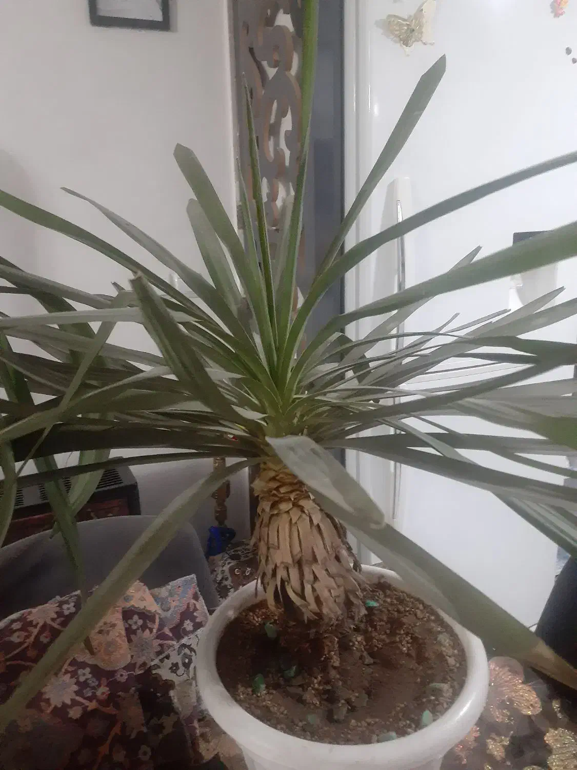 درخچه|گل و گیاه طبیعی|پاکدشت, پاکدشت (مامازند)|دیوار