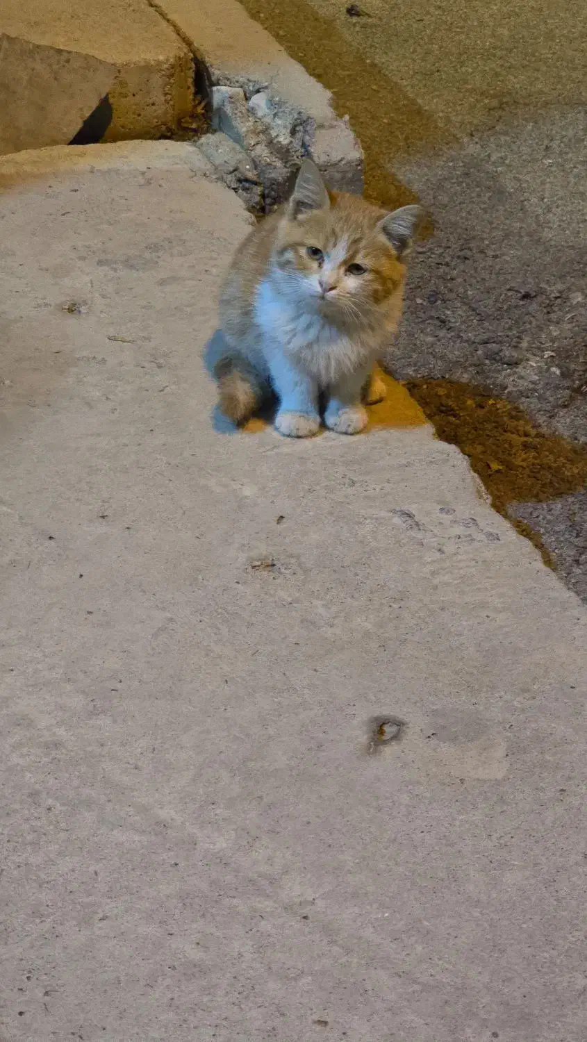 کوچولوی دوست داشتنی رایگان|گربه|حمیدیا, |دیوار