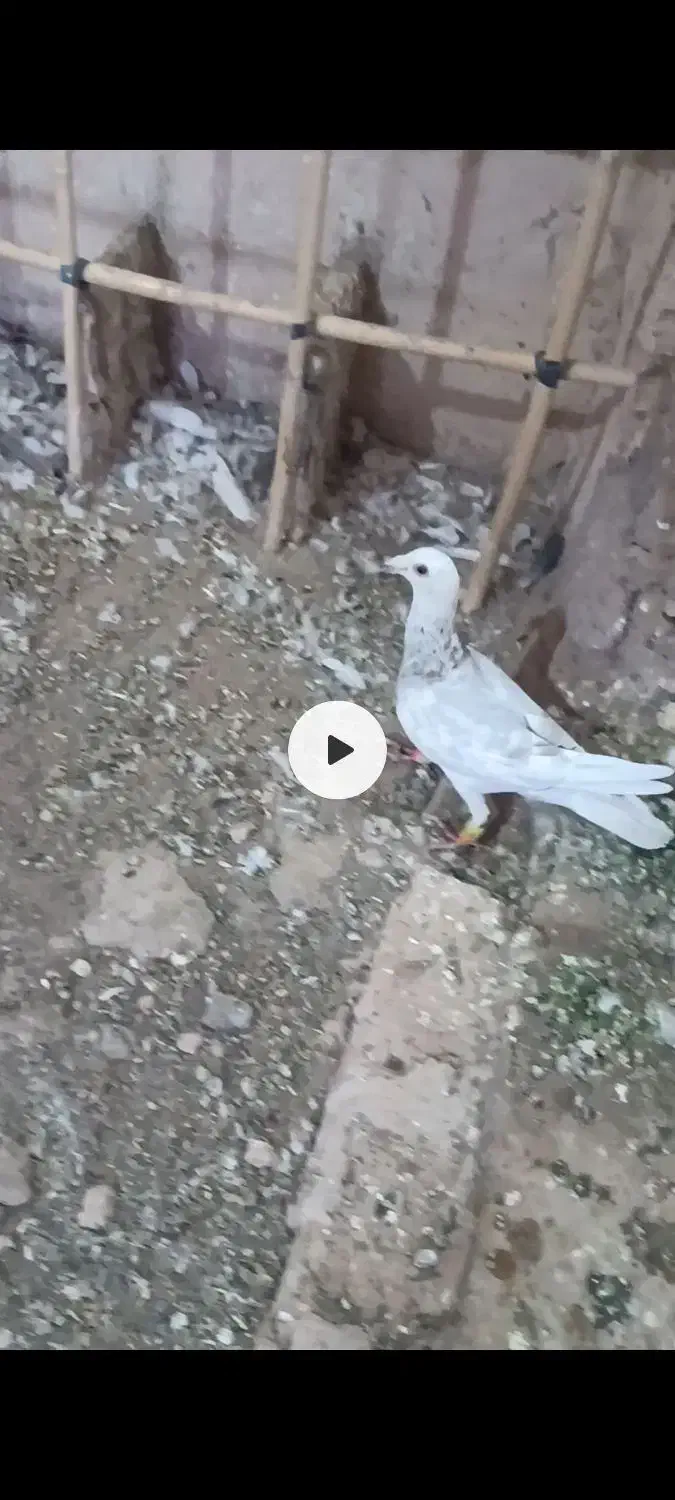 یک جفت نر عتیقه زدوخوردی ..موقعیت سبزوار قابل ارسا|پرنده|سبزوار, قصبه غربی|دیوار