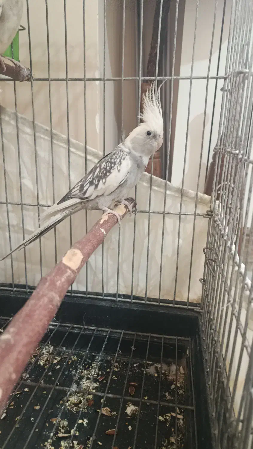 عروس هلندی جفت مولد سرحال و دستی|پرنده|ری, علایین|دیوار