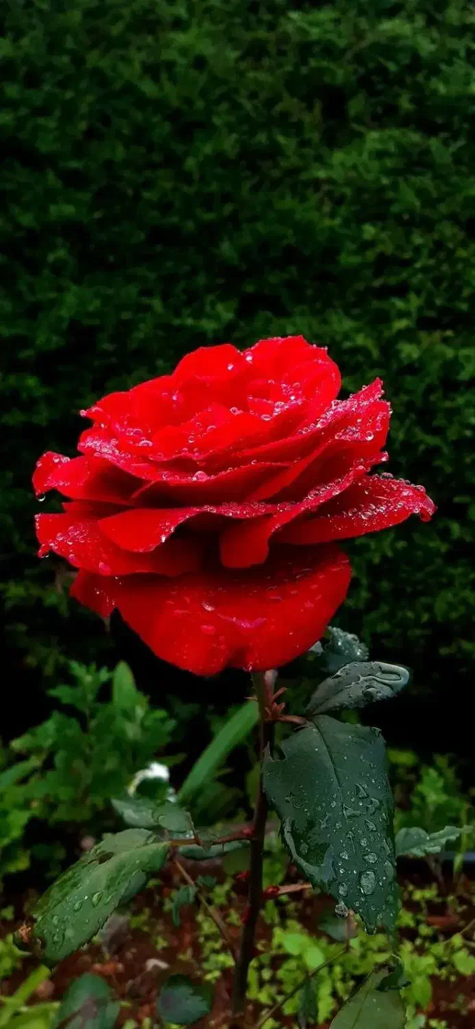 وام ۲۰۰ملیونی|فعالیت داوطلبانه|اردبیل, |دیوار