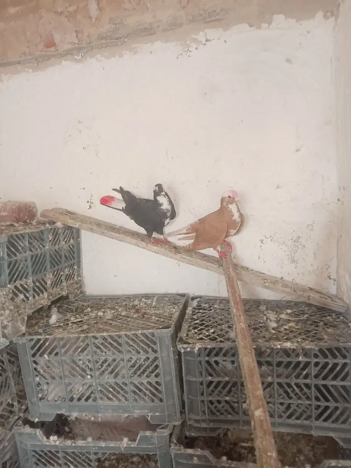 ساری عرب وقته عرب|پرنده|مراغه, |دیوار