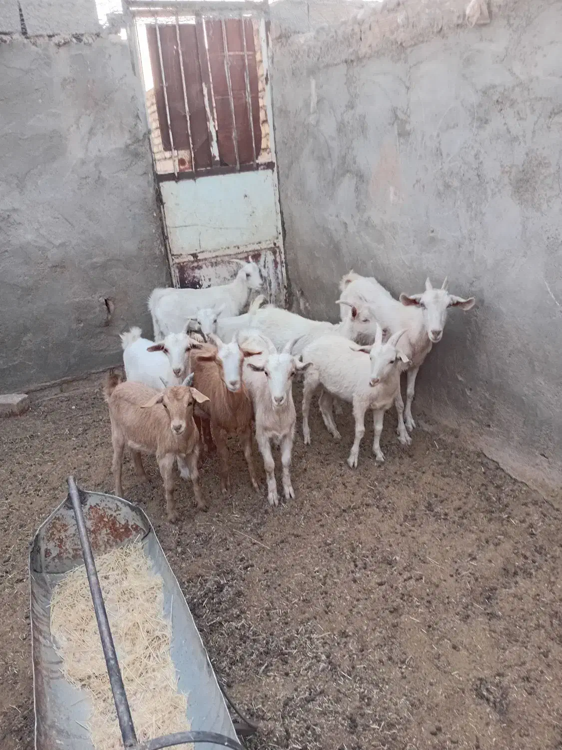 بزغاله  سانن|حیوانات مزرعه|سده (خراسان جنوبی), |دیوار