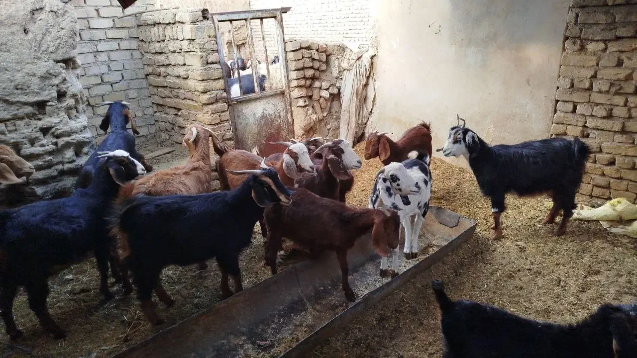 ۱۰ راس چبش جفتی ۱۴میلیون تومان|حیوانات مزرعه|دامغان, |دیوار