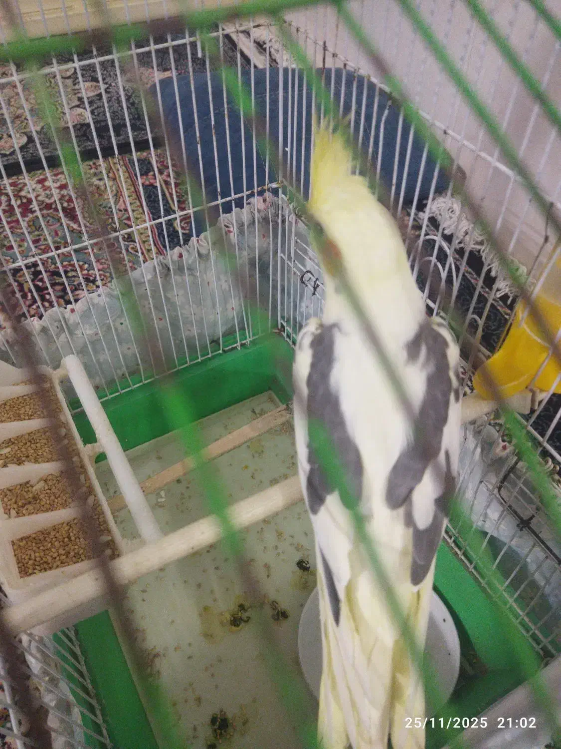 جوجه دوکت|پرنده|سبزوار, باهنر|دیوار