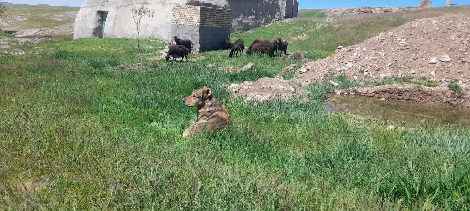 سگ گله|سگ|زنجان, |دیوار