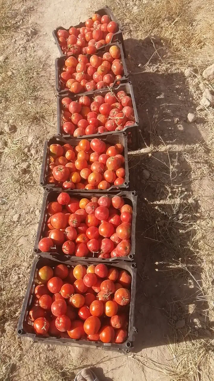 گوجه|خوردنی و آشامیدنی|آبکوه, |دیوار