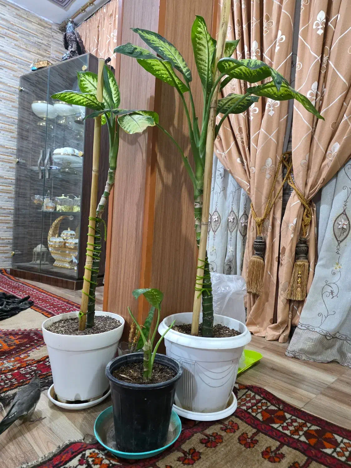 دیفین|گل و گیاه طبیعی|اهواز, نادری|دیوار