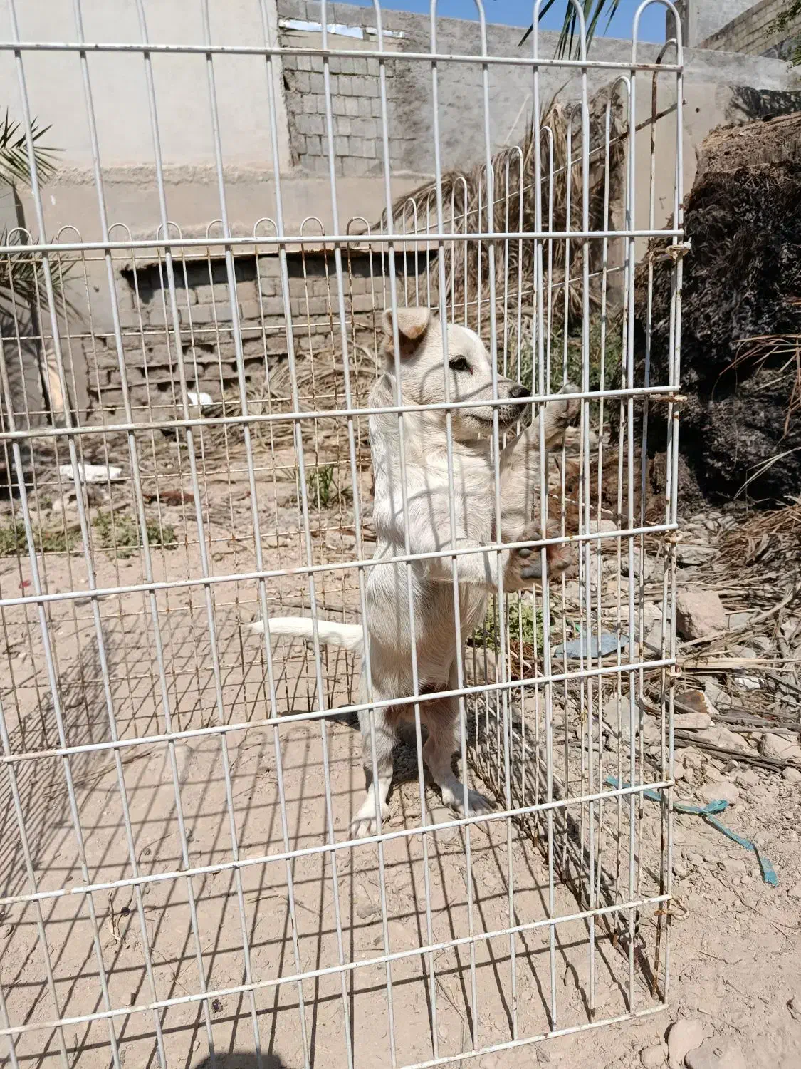 سگ پا کوتاه|سگ|بندر گناوه, |دیوار