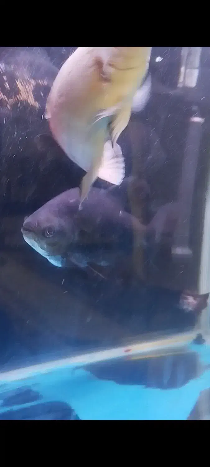 فروش ماهی|ماهی|ماکو, |دیوار