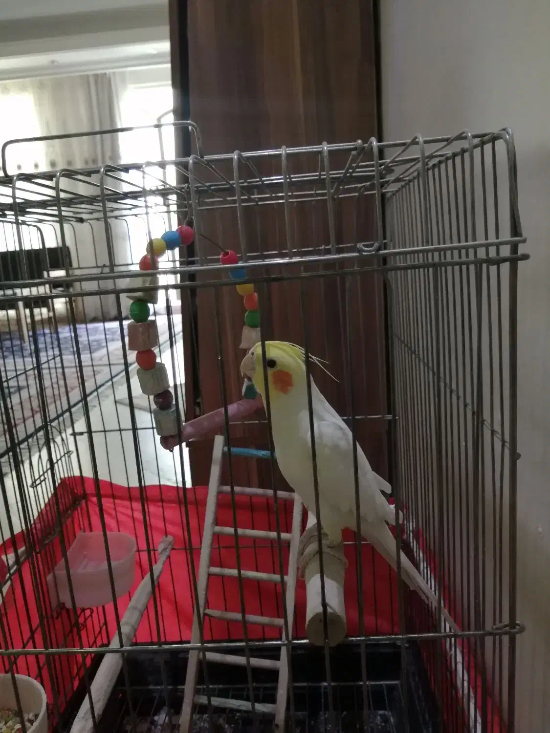 عروس هلندی لوتینو نر|پرنده|رودهن, |دیوار