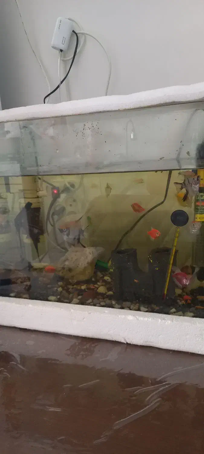 اکواریوم|ماهی|سلماس, |دیوار