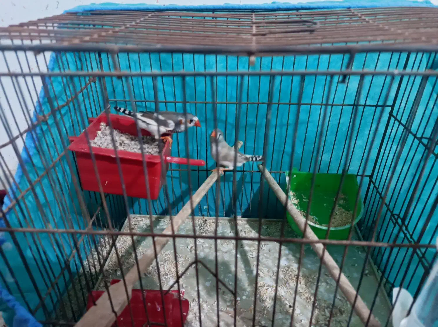 فنج|پرنده|میناب, |دیوار