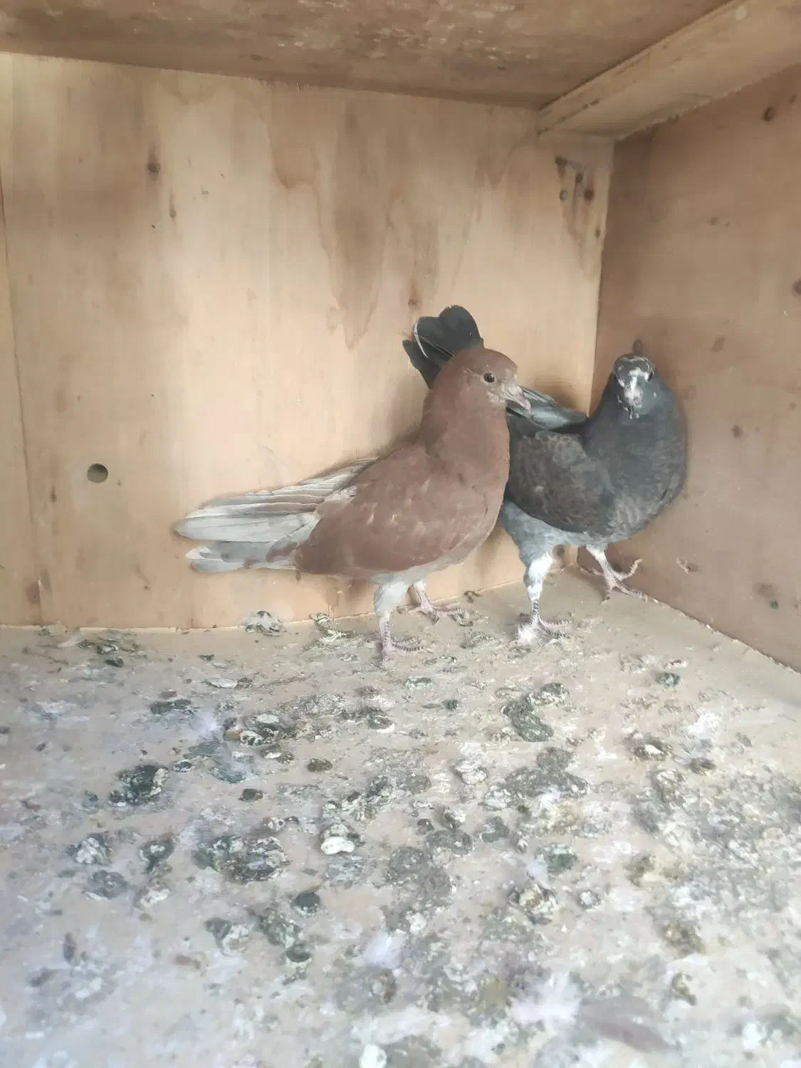 جوجه حسابی|پرنده|قم, ولیعصر|دیوار