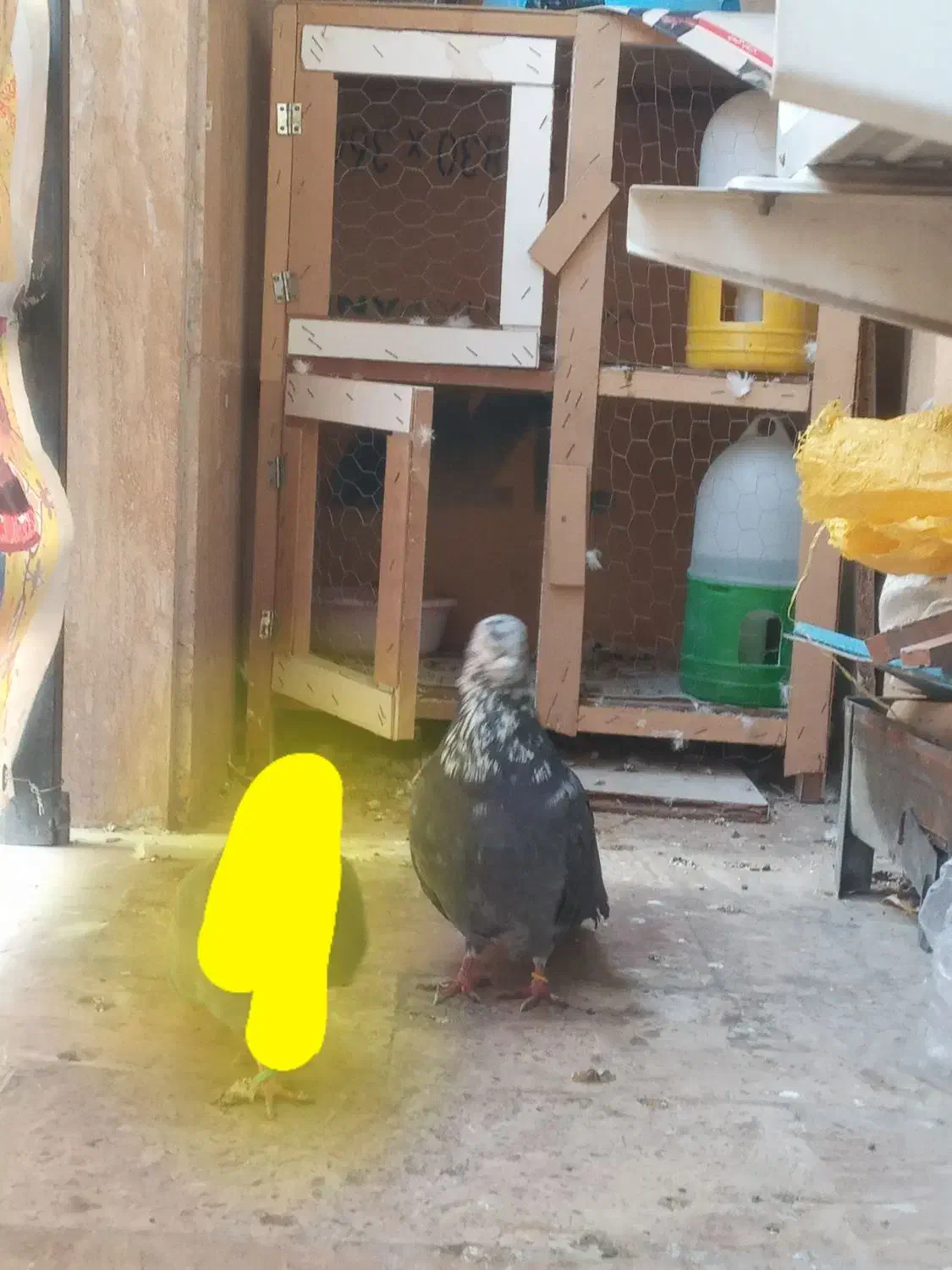 کفتر گم شده|حیوانات|رودهن, |دیوار