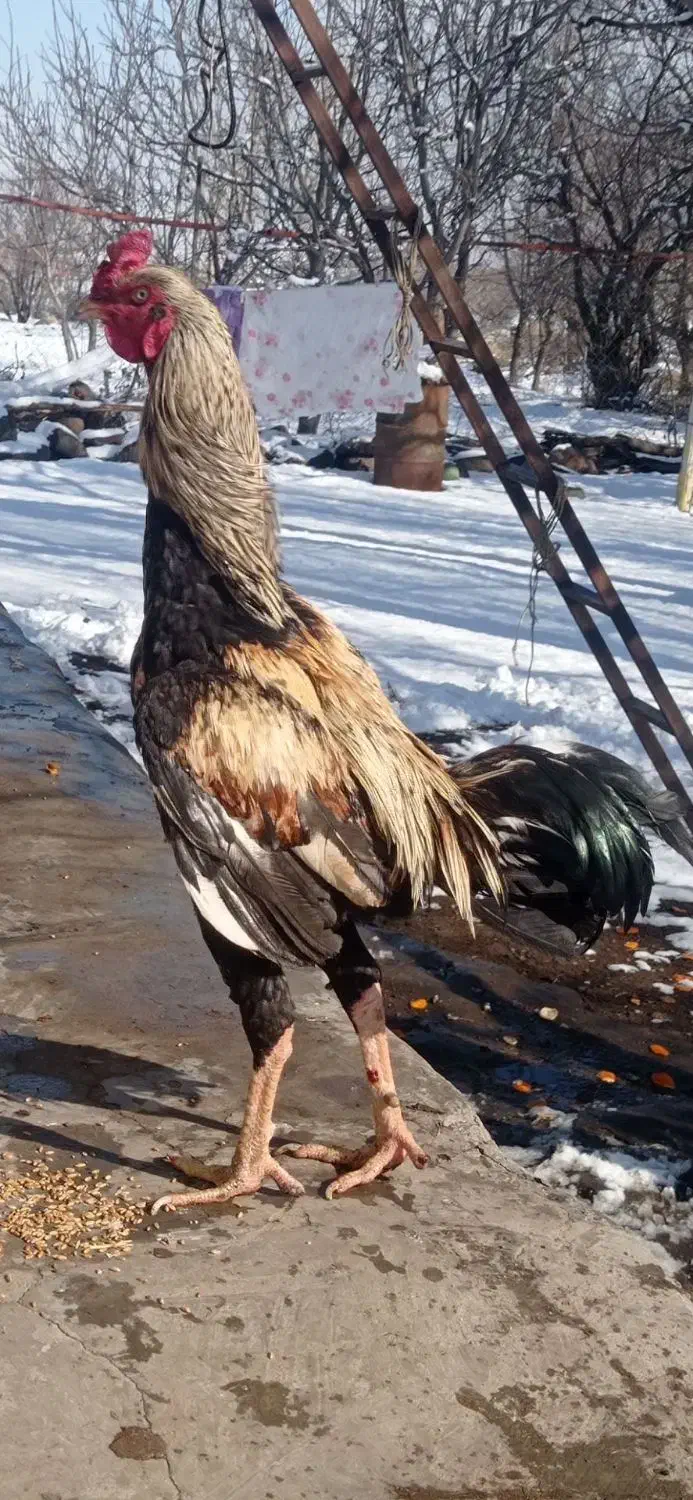 تخم مرغ لاری اصیل|حیوانات مزرعه|اردبیل, |دیوار