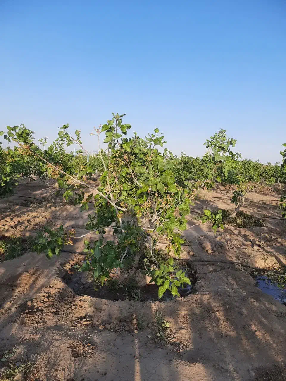 باغ پسته|فروش زمین و ملک کلنگی|نیشابور, مازول|دیوار