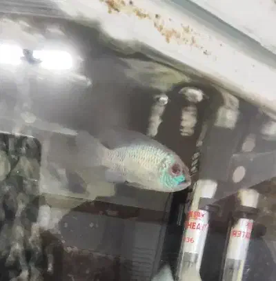 ماهی پرکسیموس و بلواکارا|ماهی|بروجرد, |دیوار