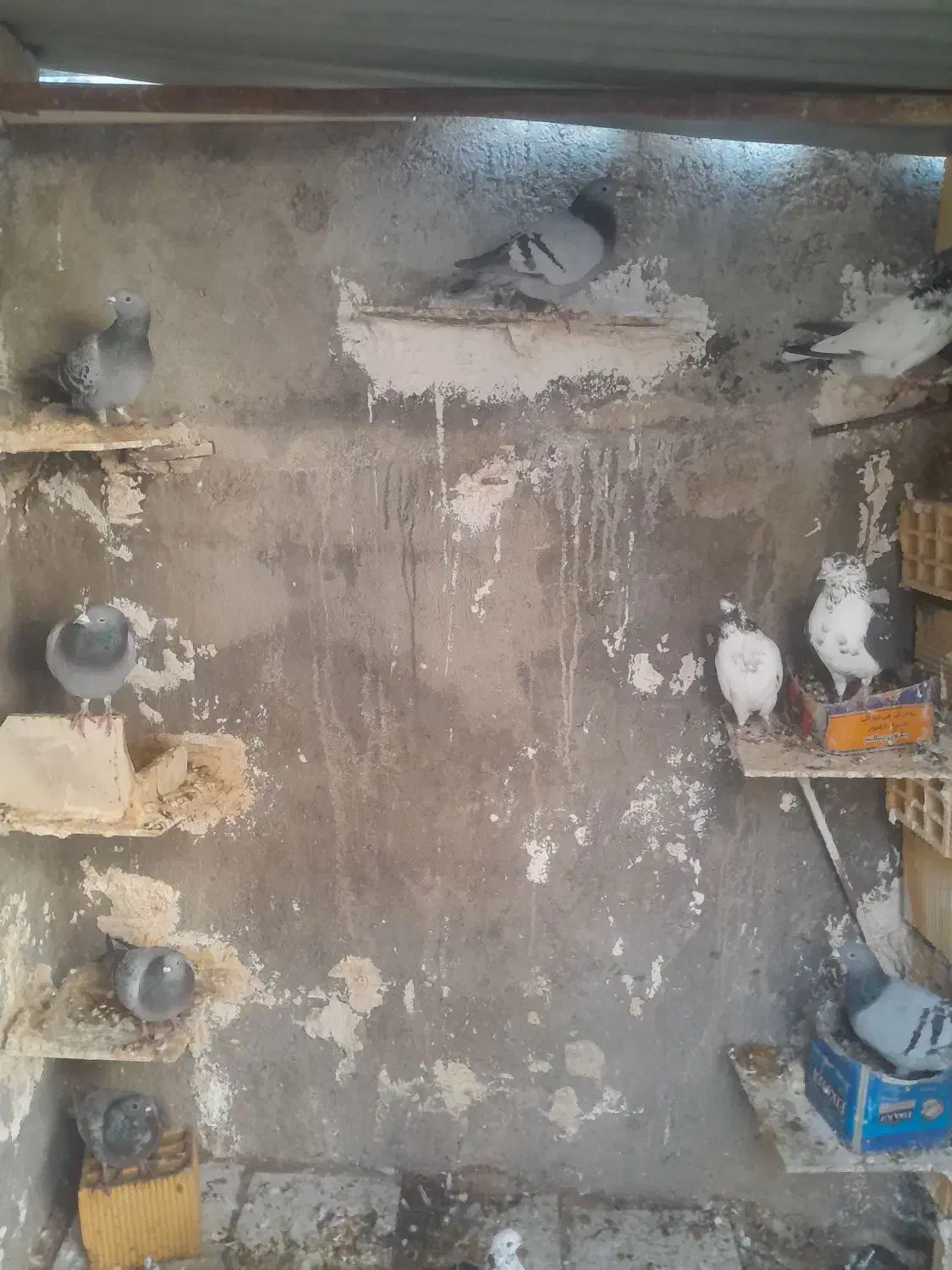 پرنده|پرنده|آبدانان, |دیوار