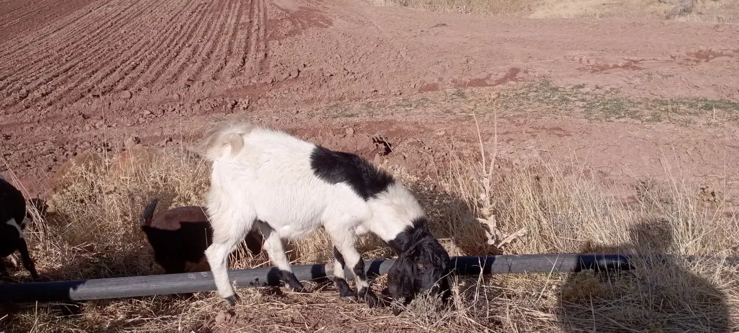 سلام بزغاله نر درجه یک داشتی|حیوانات مزرعه|قصرشیرین, |دیوار