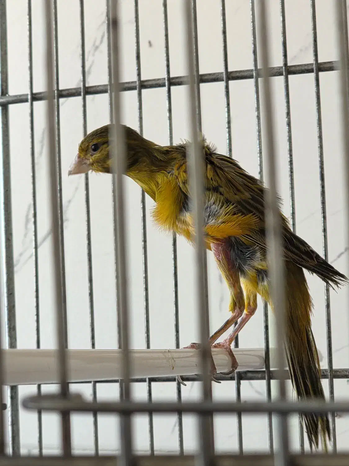 فروش قناری نر و ماده|پرنده|جم, |دیوار