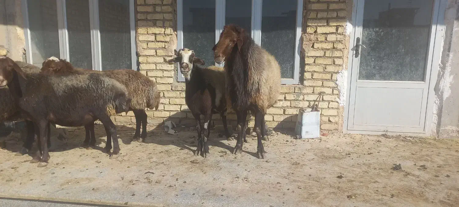 میش قوچ بره|حیوانات مزرعه|مبارکه, |دیوار