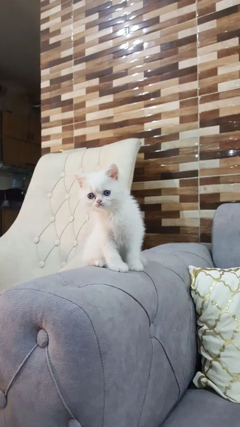 گربه اسکاتیش|گربه|اهواز, پادادشهر|دیوار