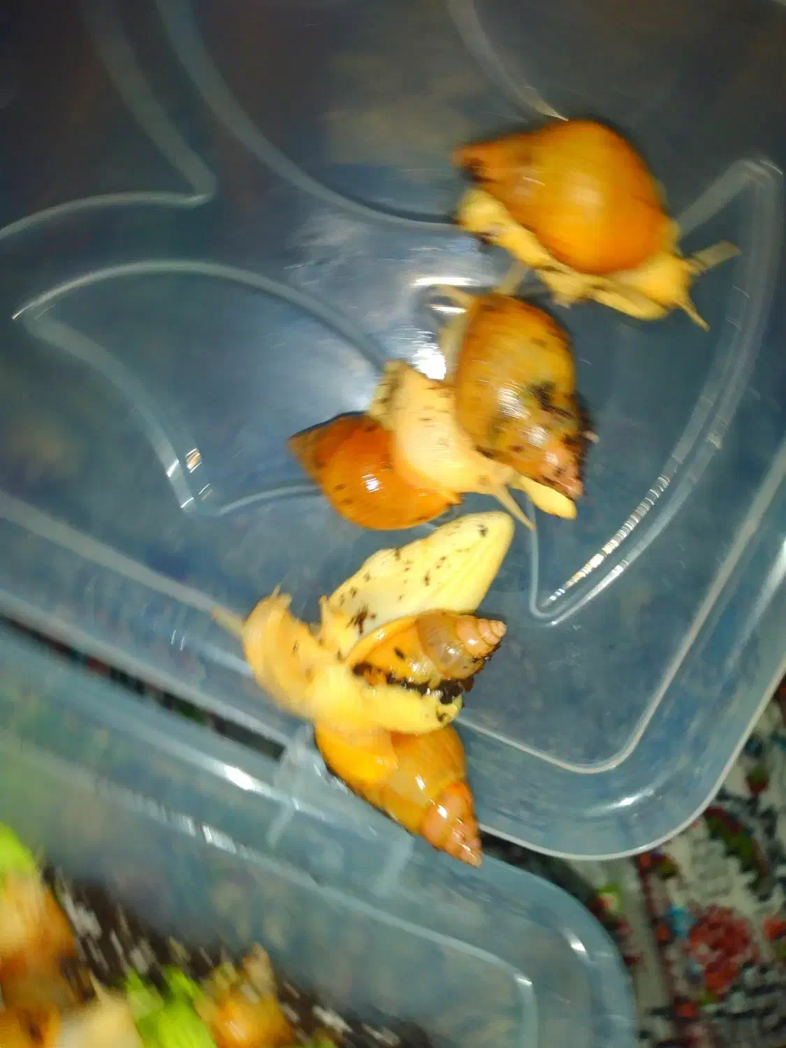 حلزون|خزنده|بافت, |دیوار