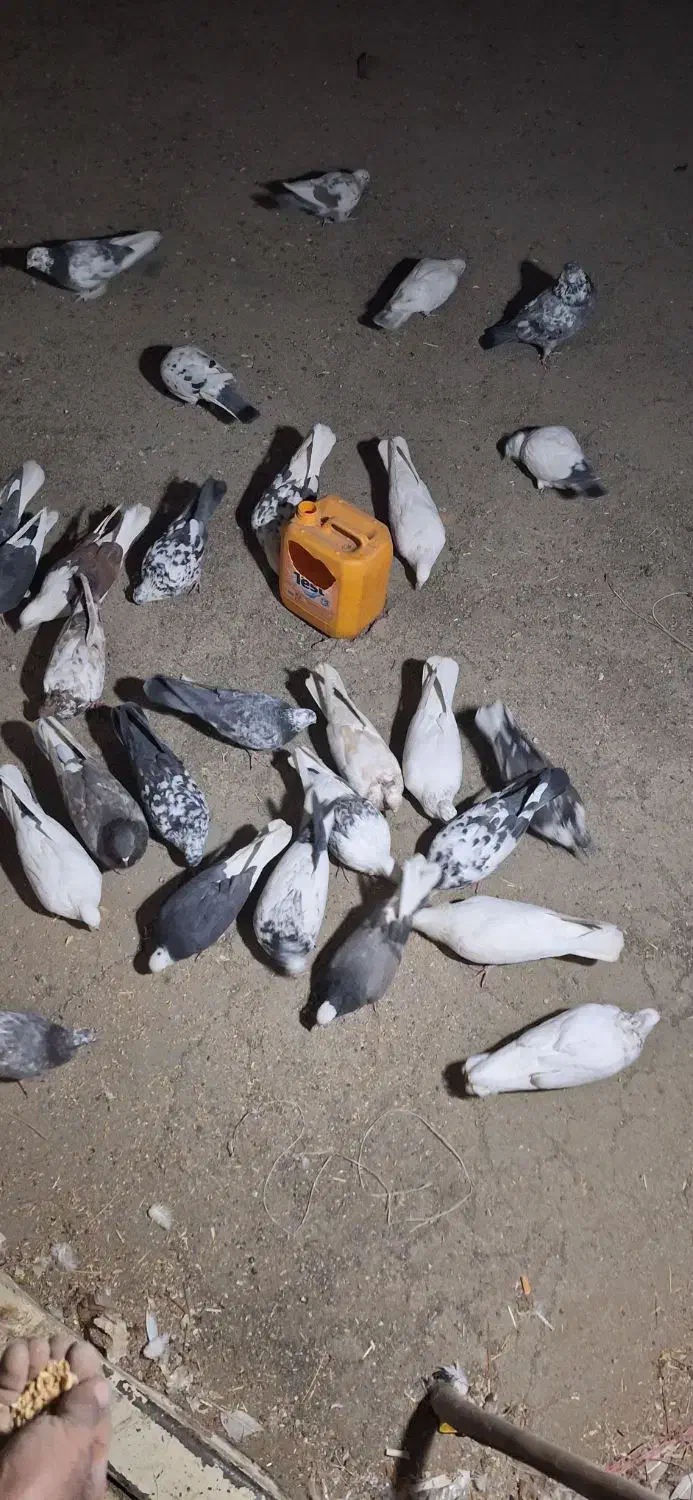 32دوتا کفتر دونه ای 130 بخاطر جابجای دارم میفروشم|پرنده|جاپلق, |دیوار