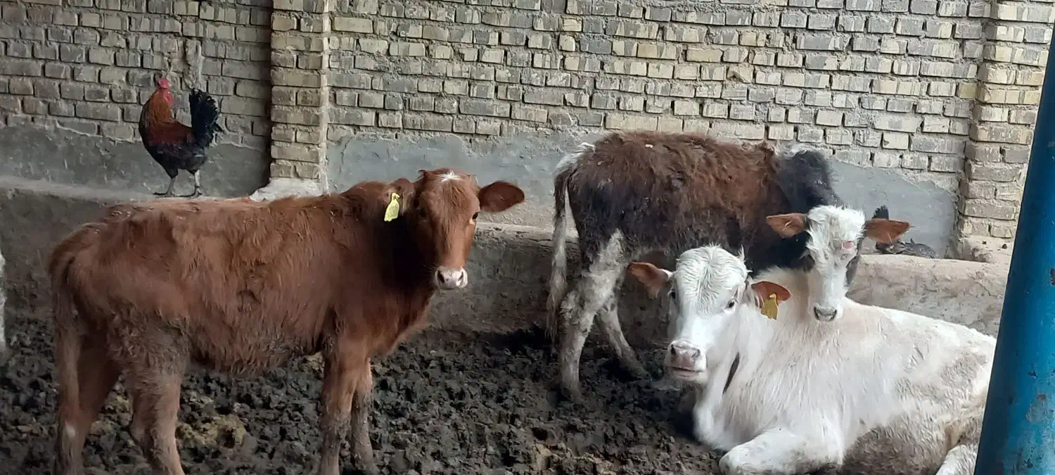 گوساله نر وماده|حیوانات مزرعه|سوسنگرد, |دیوار