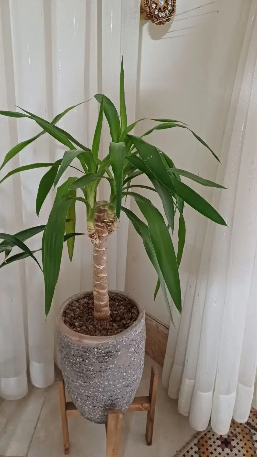 گل فروشی|گل و گیاه طبیعی|نیشابور, مازول|دیوار