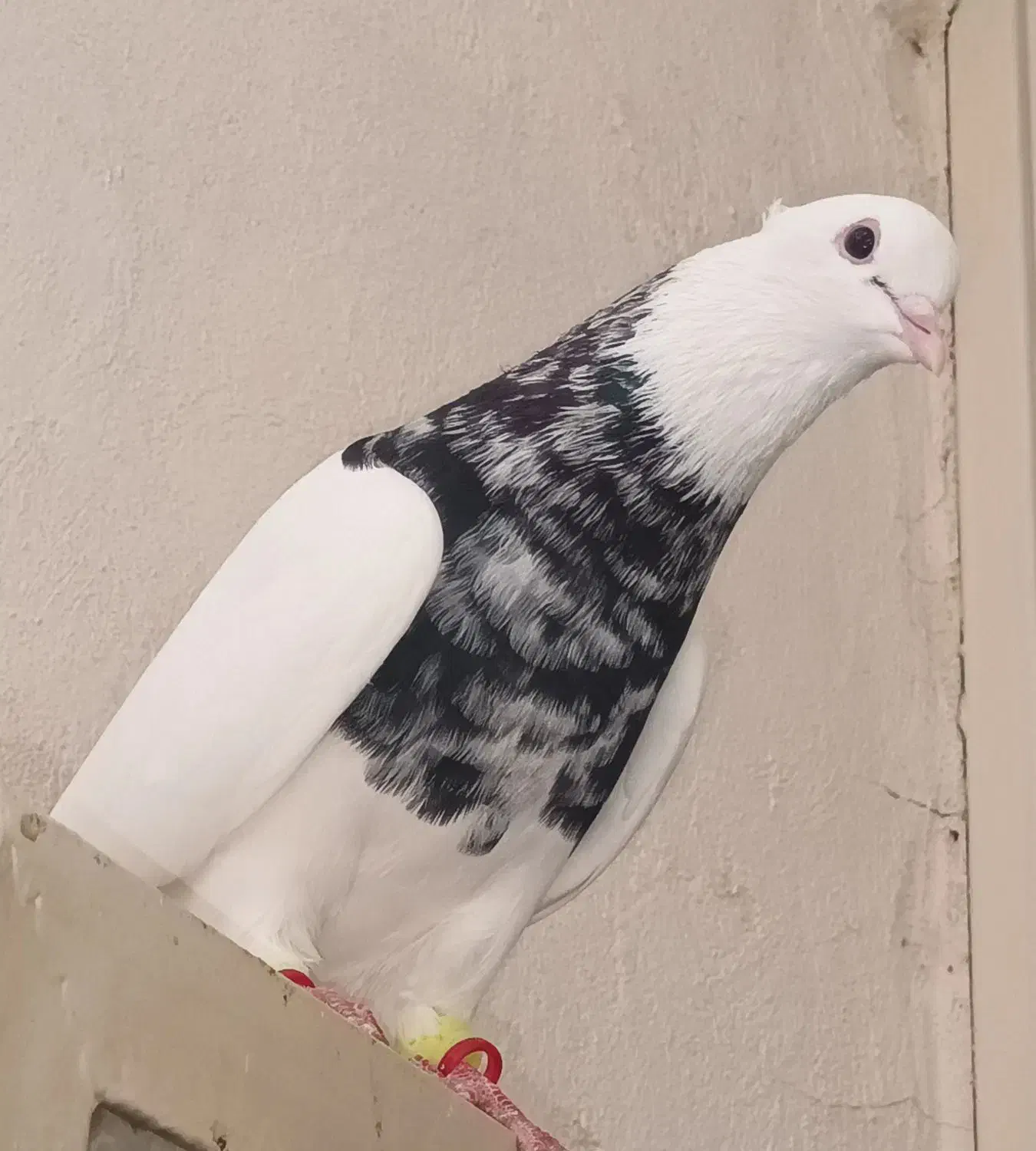 دو جفت طوقی هفت رنگ، نژاد اصیل و چشمگیر|پرنده|شیروان (خراسان), |دیوار