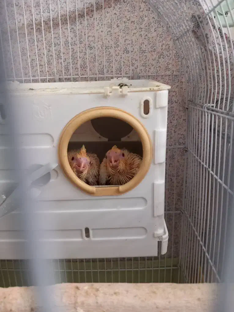 عروس هلندی یک جفت|پرنده|قم, پردیسان|دیوار