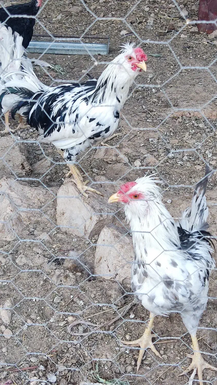خروس گلین اصل|حیوانات مزرعه|شیراز, علی آباد|دیوار